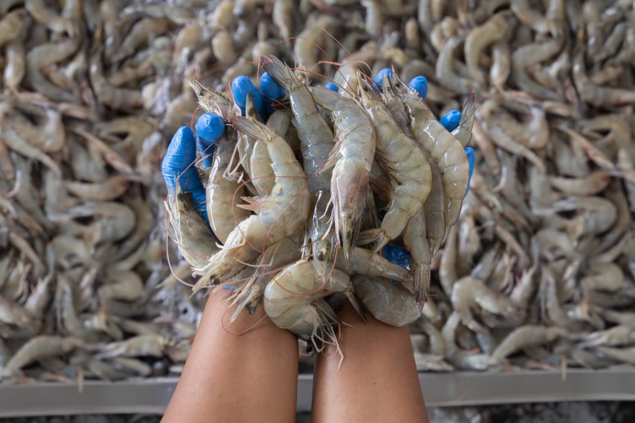 Vannamei Shrimps